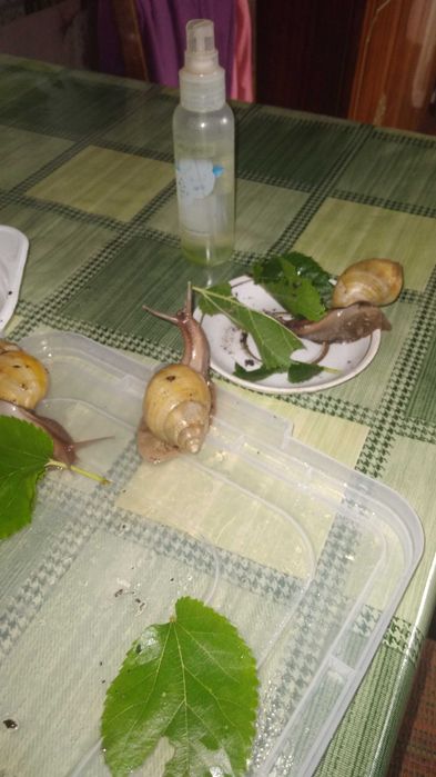 Продам улиток Ахатин