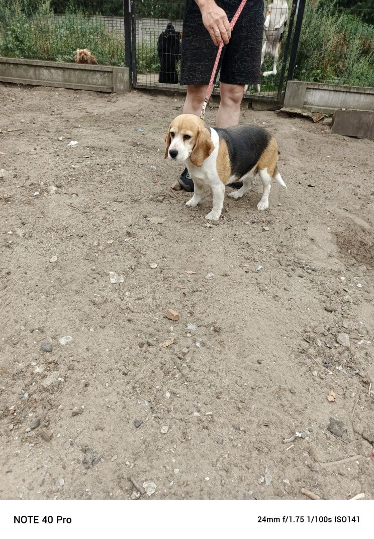 Beagle Beagle suka
