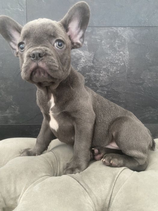Очень добрый, нежный и ласковый мальчик, голубой французский бульдог