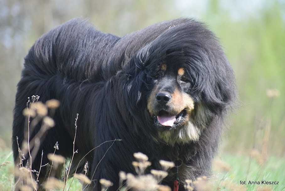 Shila 3 letnia sunia , mastiff tybetański do adopcji FUNDACJA