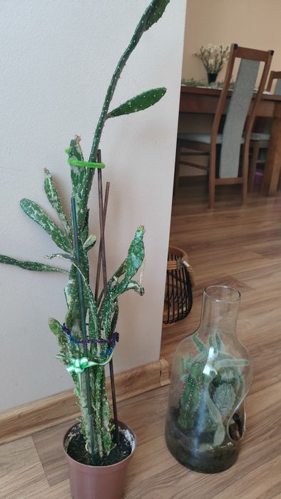 wychodowane duze kaktusy