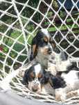 Pɪᴇsᴇᴋ ʀᴀsʏ ᴄᴏᴄᴋᴇʀ spaniel