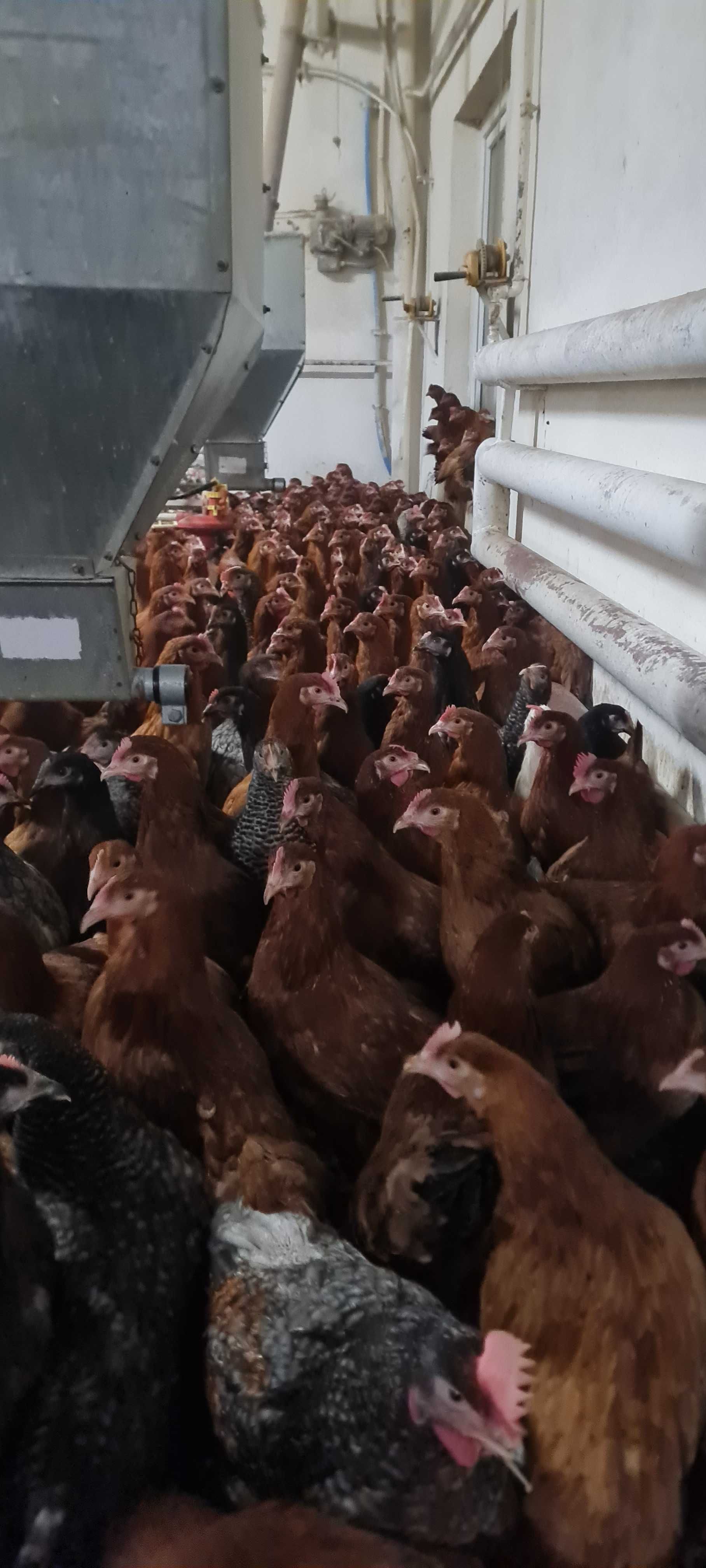 KURY NIOSKI zdrowe z wolnego wybiegu ! KURKI Z JAJKIEM !!