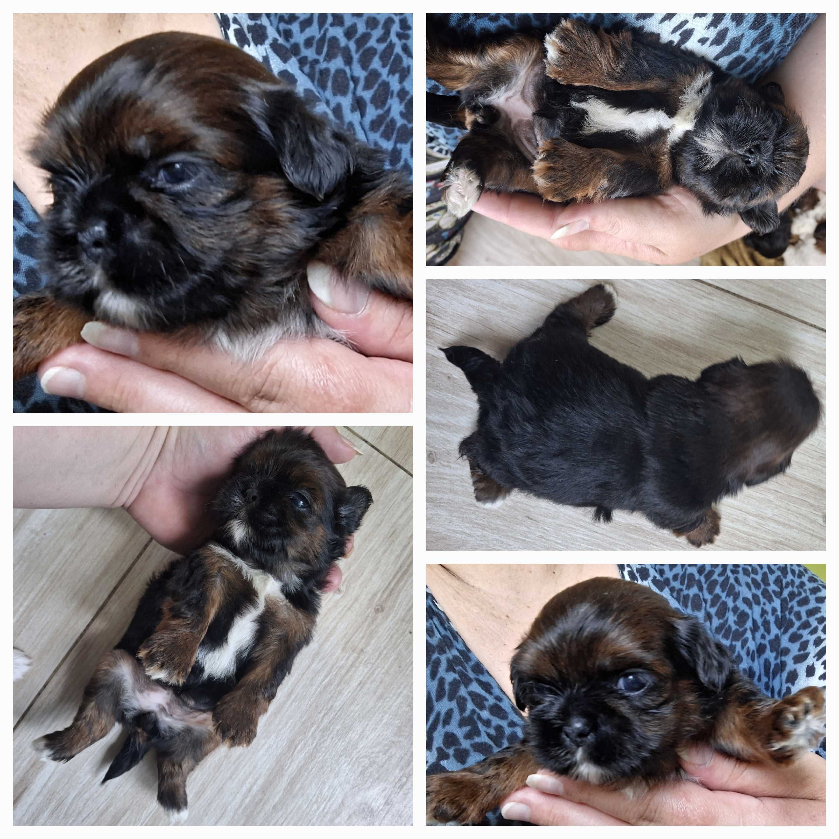 Suczka rudo- czarna śliczności z wyprawką