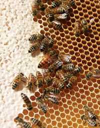 Сильні бджолопакети