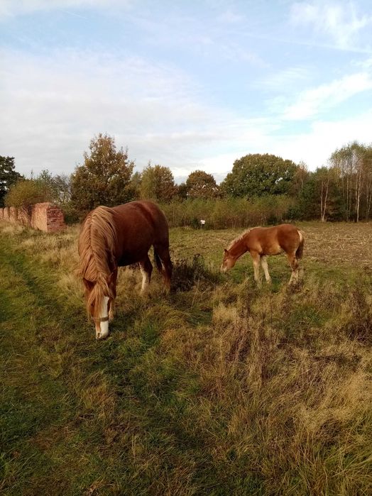 Sprzedam klacz źrebną ze źrebakiem