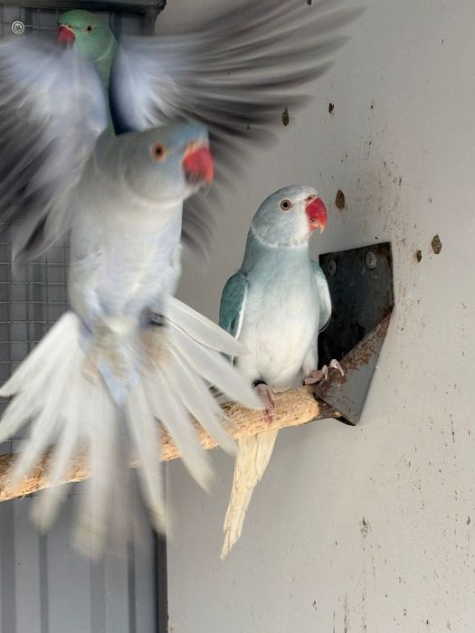 Aleksandretty obrozne