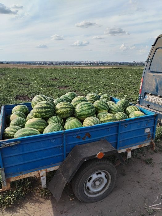 Продам кавун  Талісман гурт. 
Органический без химии, все выраще