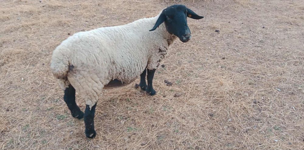 Ovelha Suffolk Inglesa