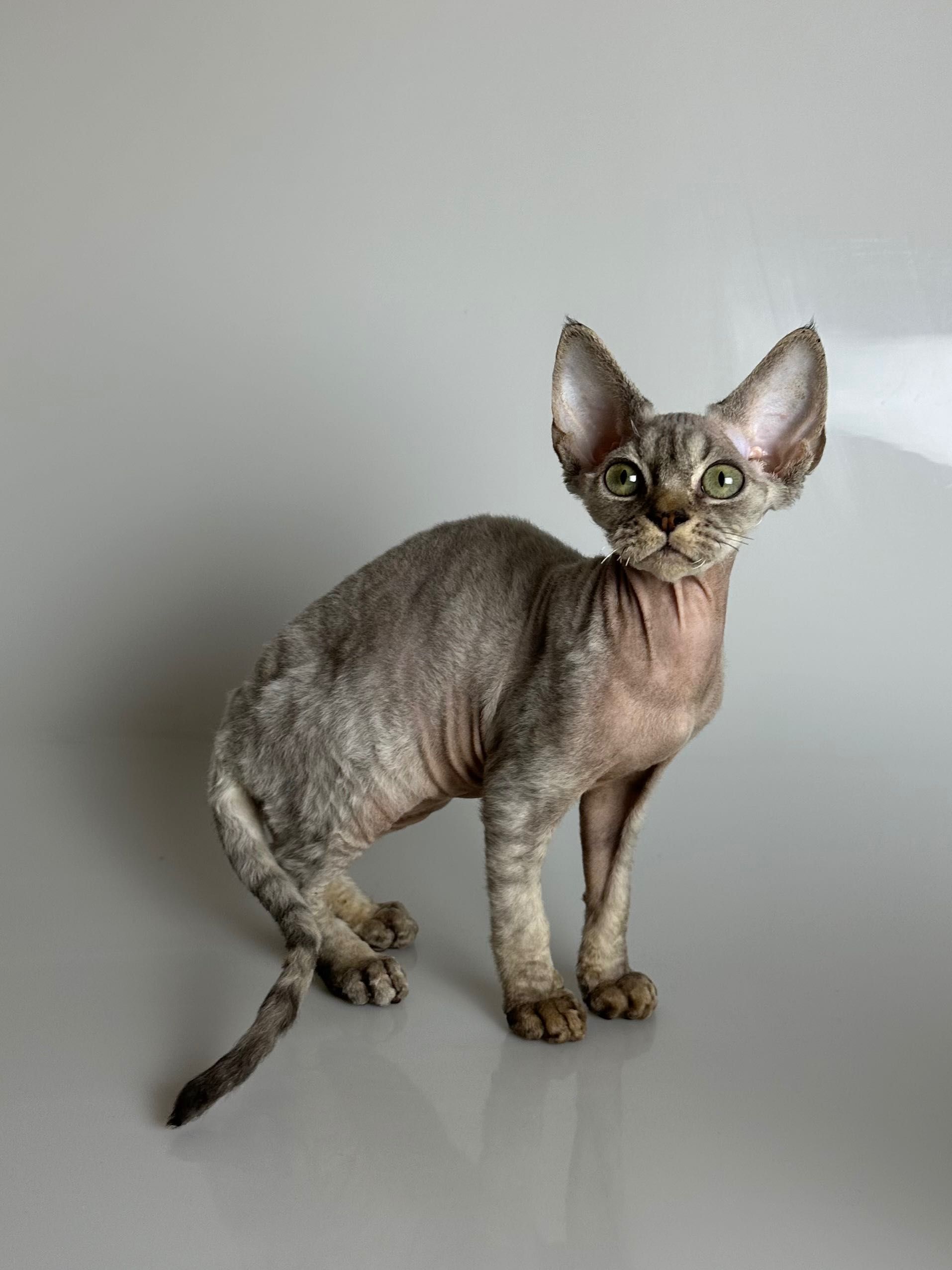 Śliczny kotek rasy Devon rex