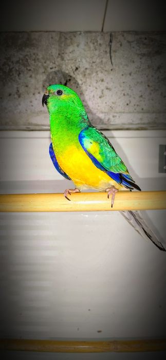 Diversas aves (psitacídeos)