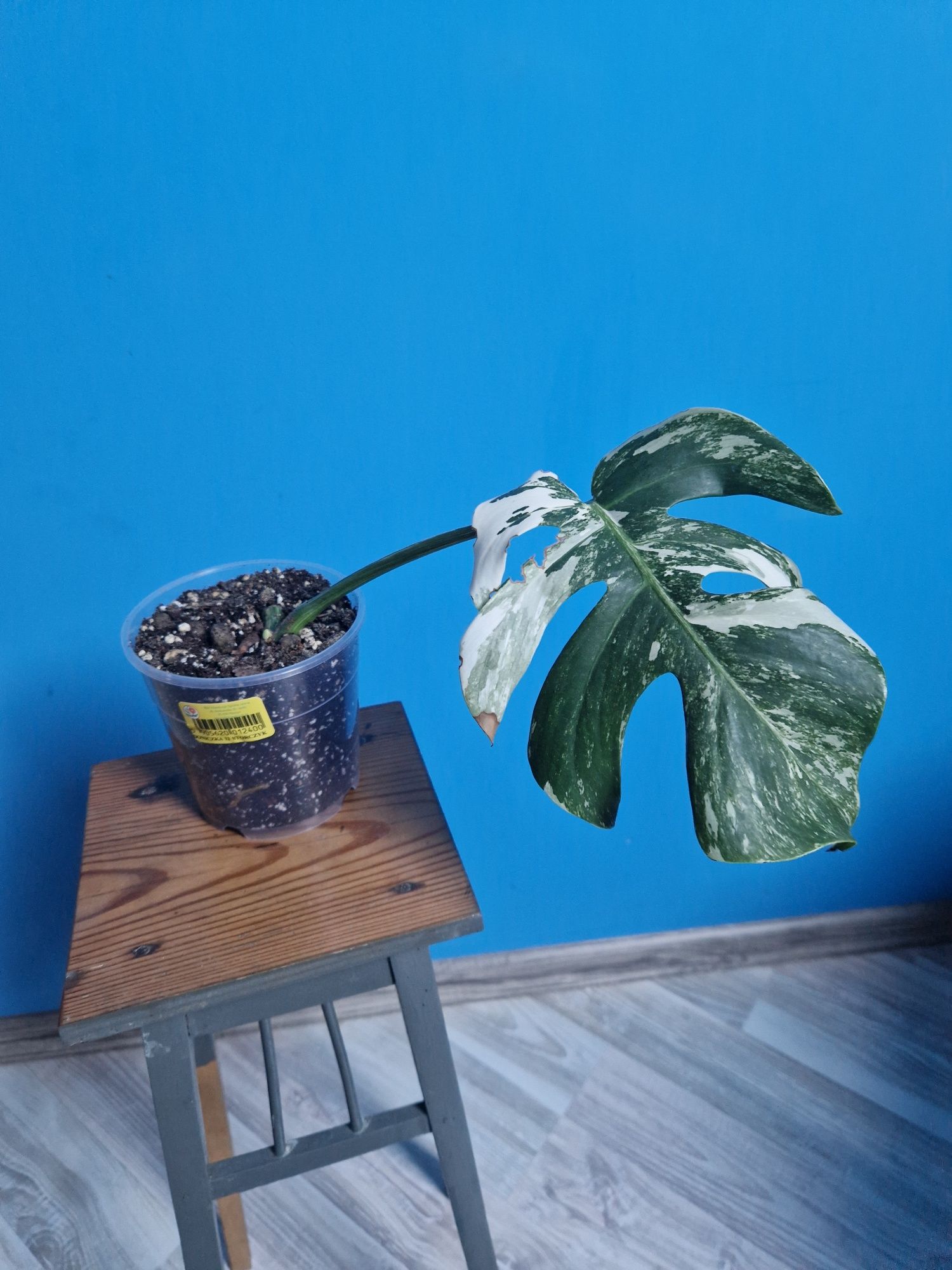 Monstera Variegata 6 sztuk