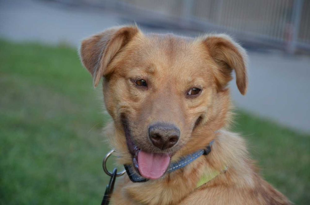 Karolek mały śliczny rudy piesek błaga o miłość ADOPCJA