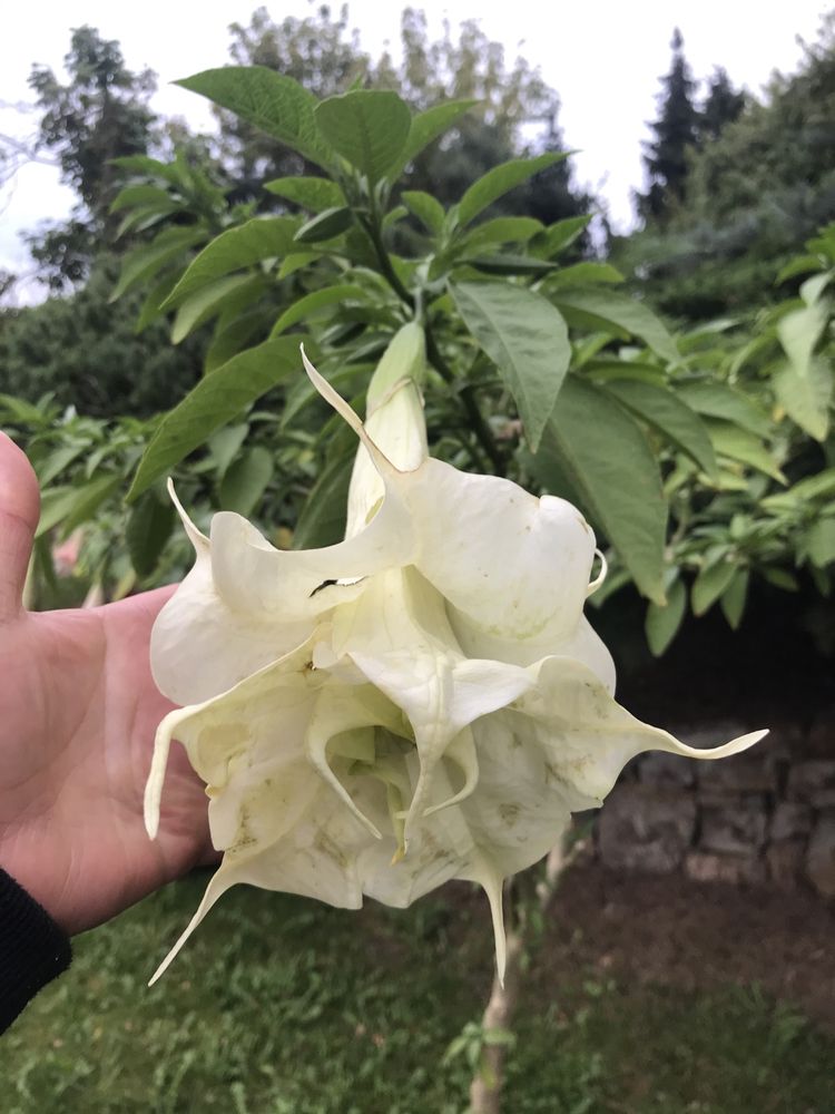 Iochroma filetowa  lub biala
