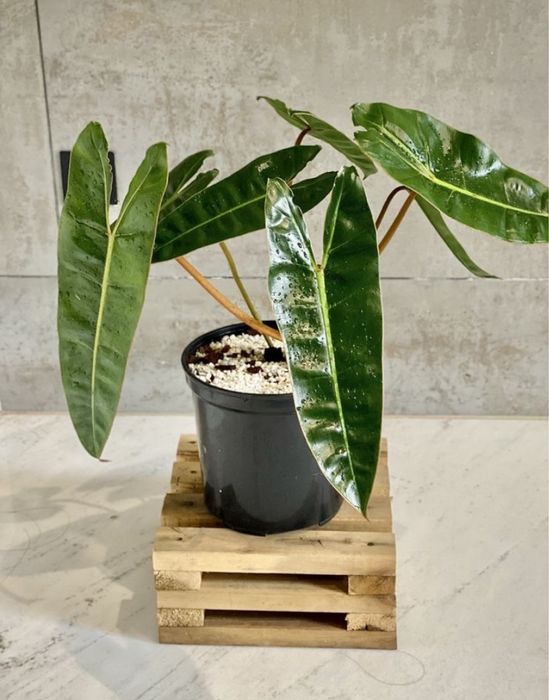 Філодендрон Білліє (Philodendron billietiae)