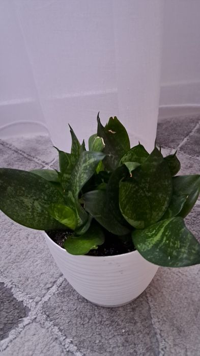 Sanseveria 6 sadzonek