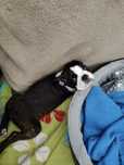 Boston terrier ZKwP