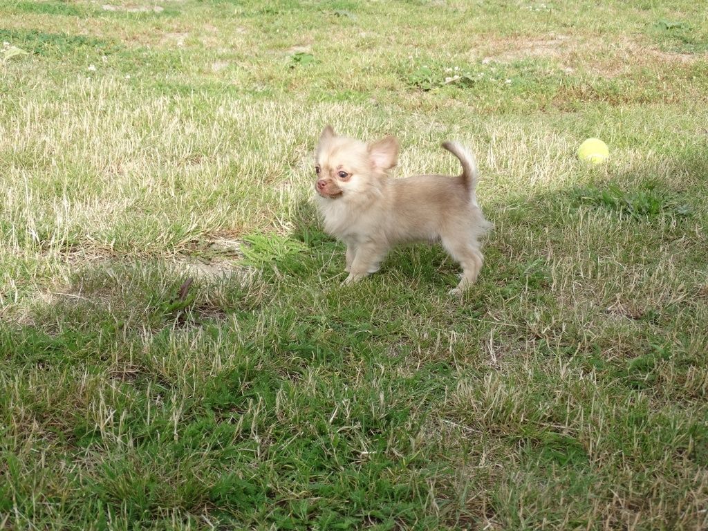 Chihuahua  piesek