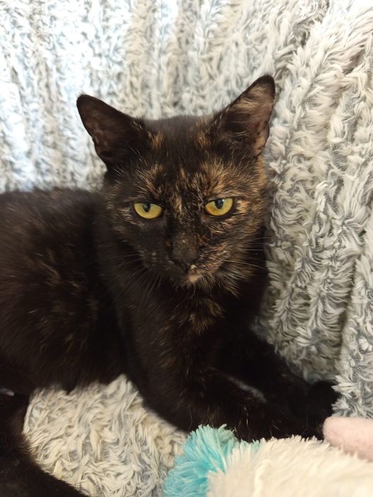 Nigdy nie znajdę domu bo mam cukrzycę:(