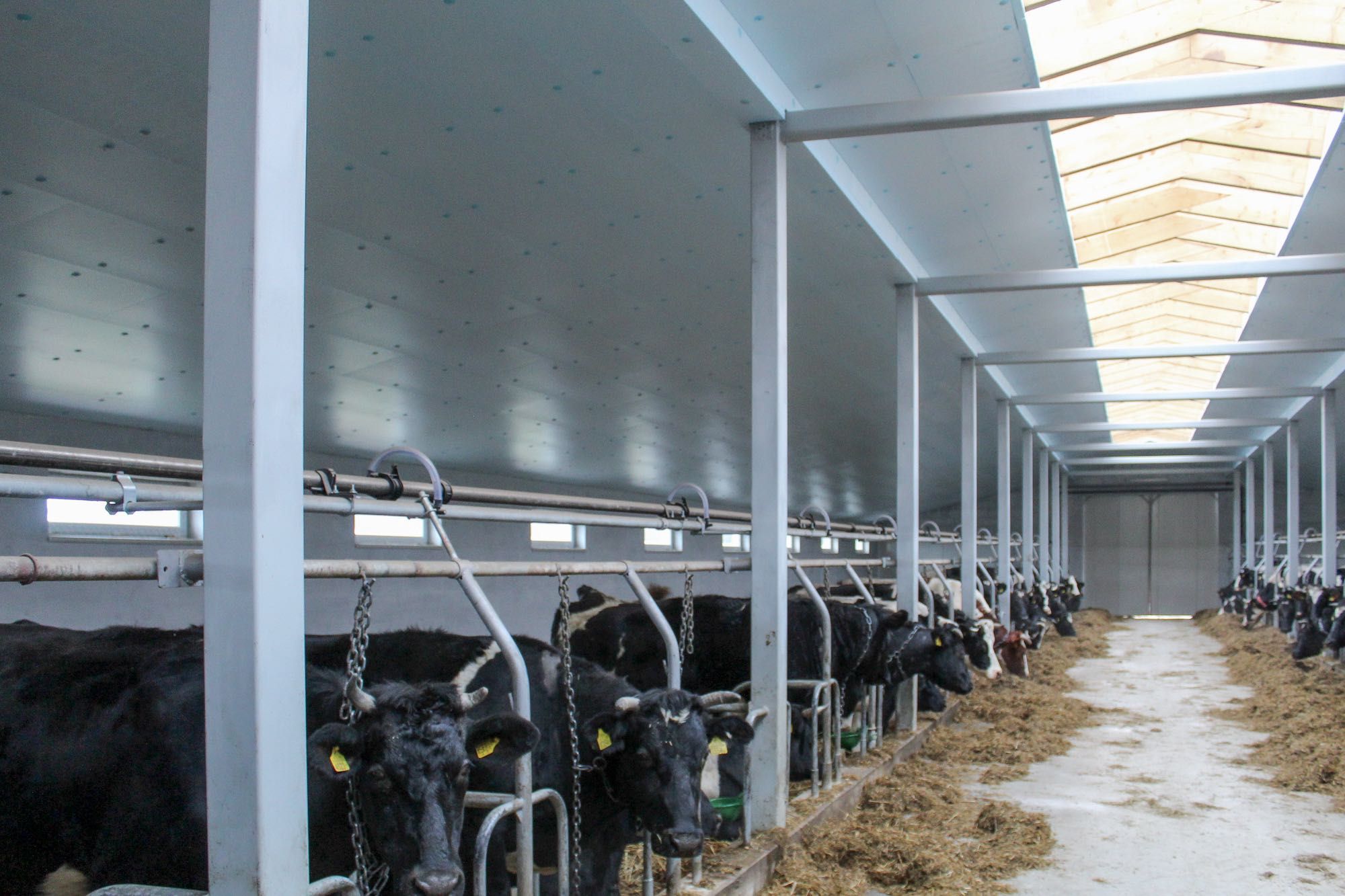 Styrodur XPS AGRO Płyta Inwentarska Obornicka Ocieplenie Obory Kurnika
