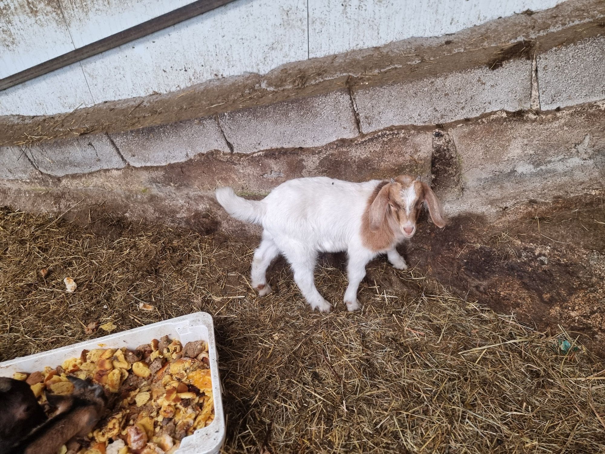 Vendo cabra nova, mãe de um cabrito  Boer,