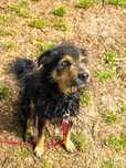 Terierkowaty Jerry do adopcji
