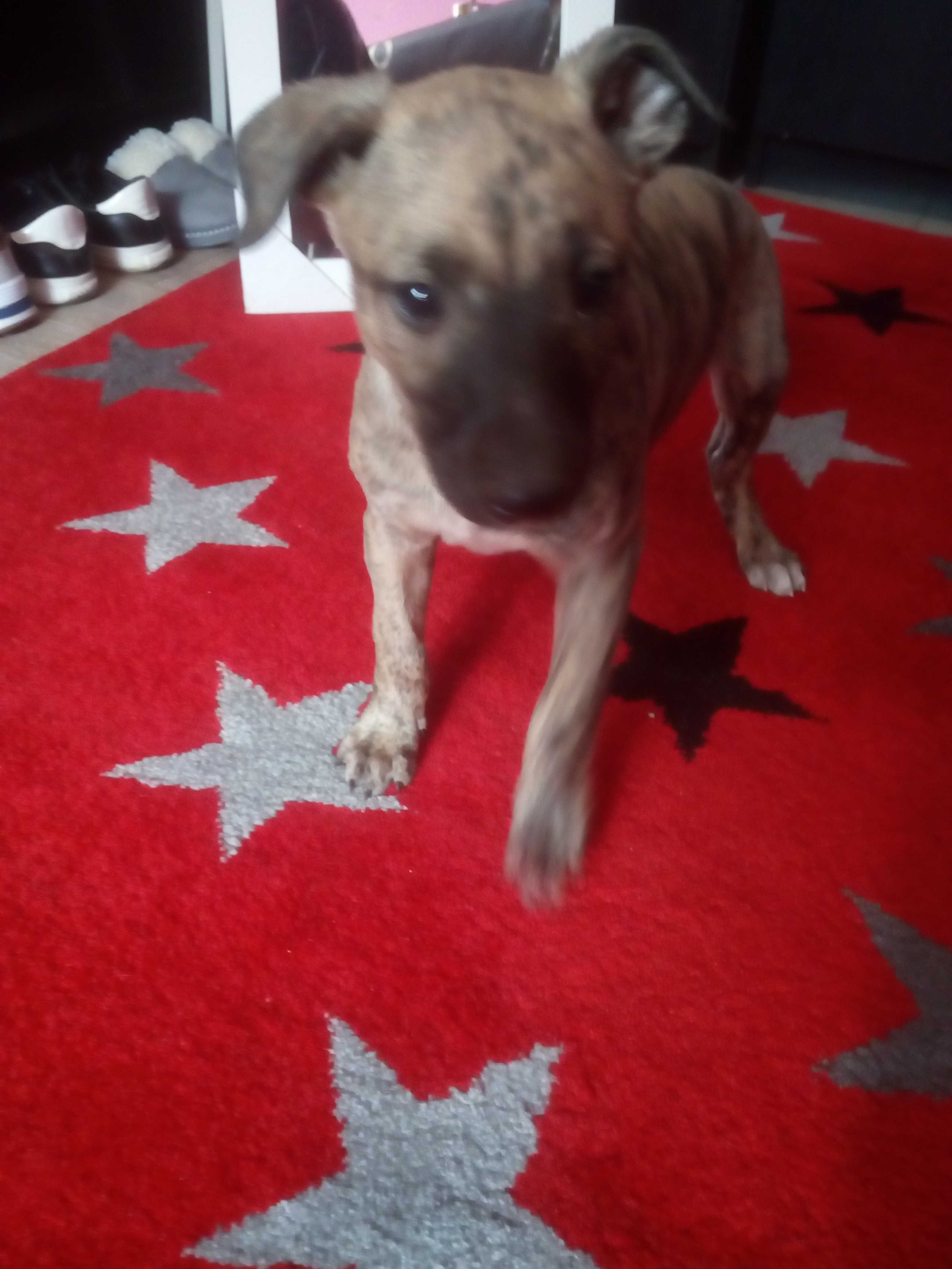 Chart Angielski Whippet   piesek