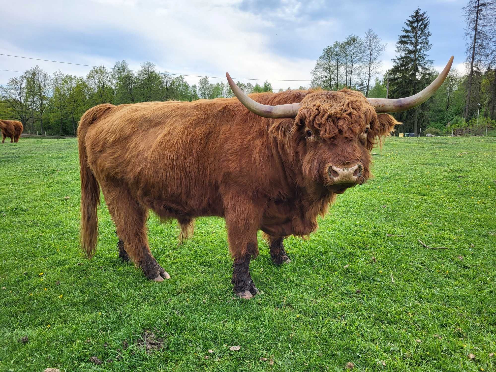 100% Rasowy buhaj byk rozpłodowy highland bydło szkockie wpis PZHiPBM