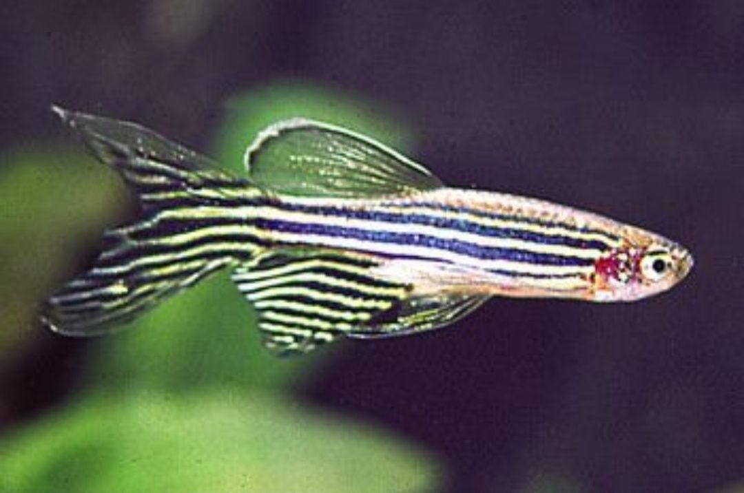 Danio Pręgowany (welon)