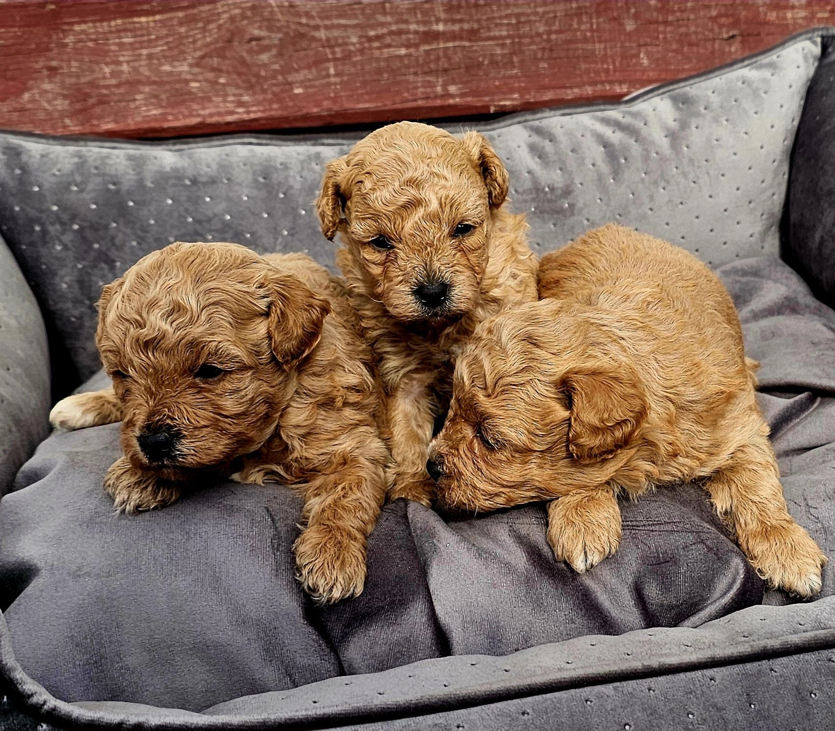 Bichpoo piesek pochoon maltipoo cavapoo  z lokiem