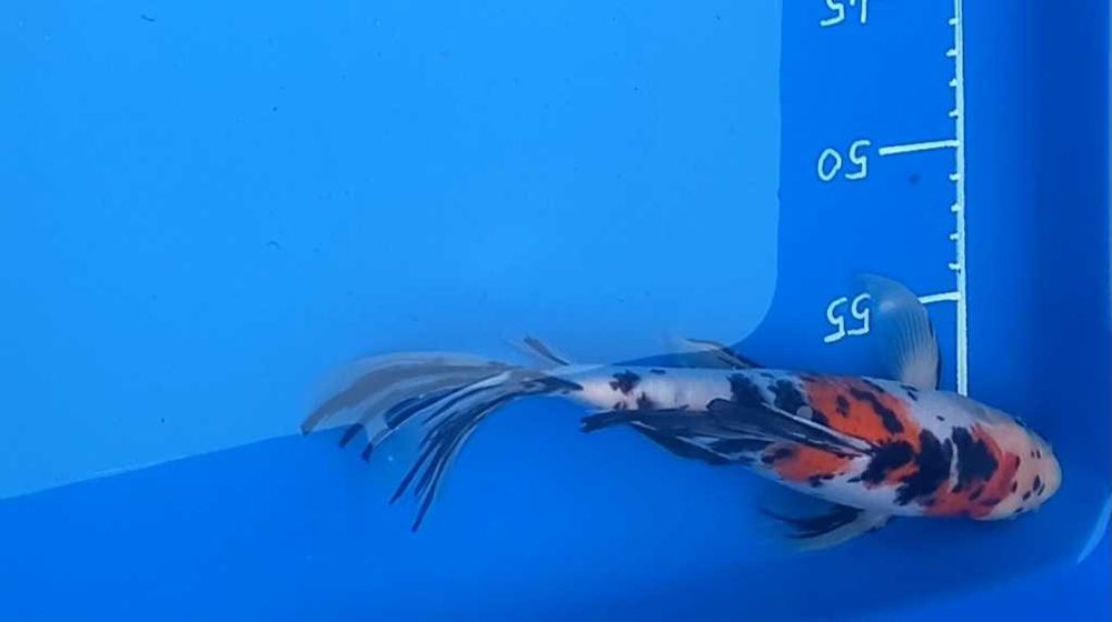 Karp koi butterfly long fin oczko wodne