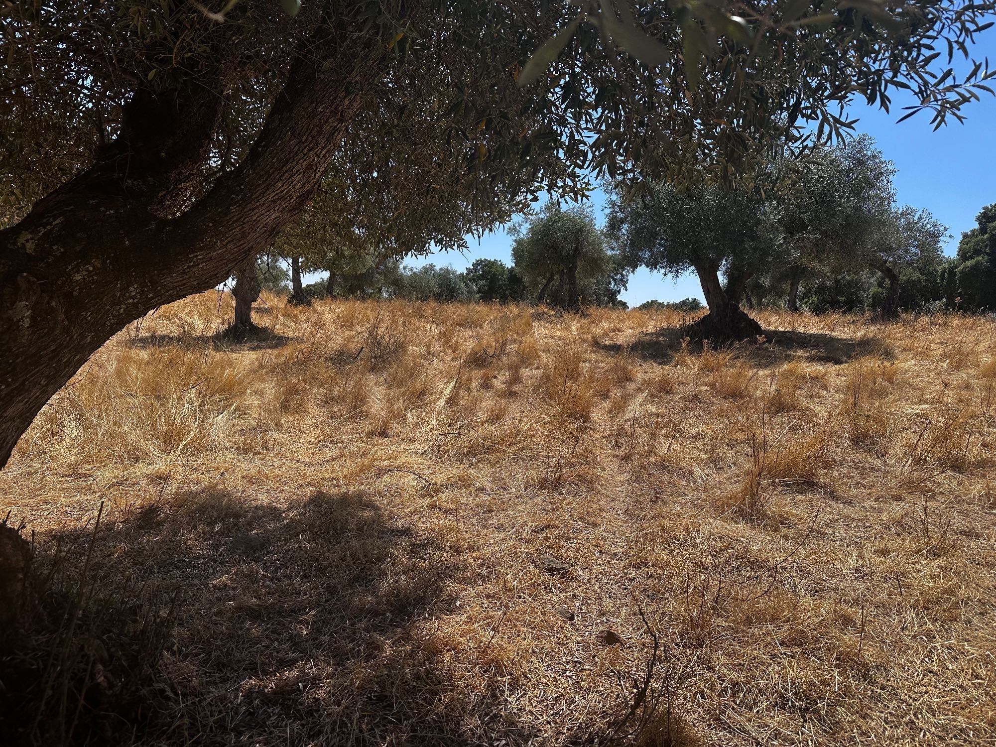 Terreno Rustico com Oliveiras - Zebreira