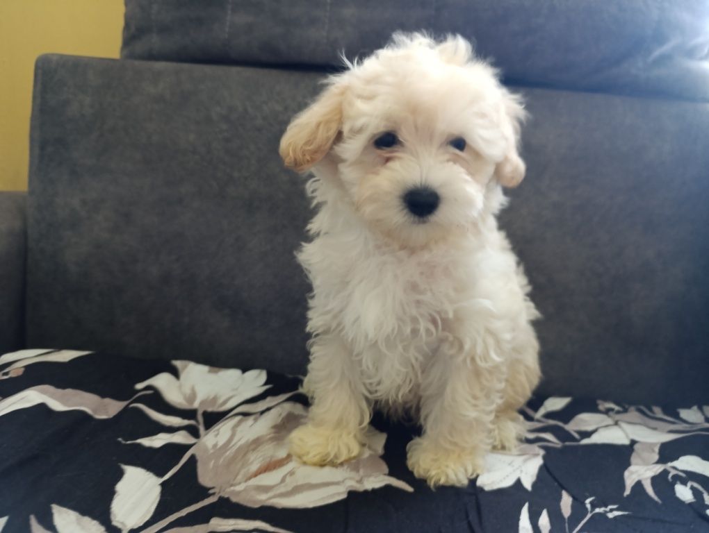 Maltipoo  urocza suczka beżowa