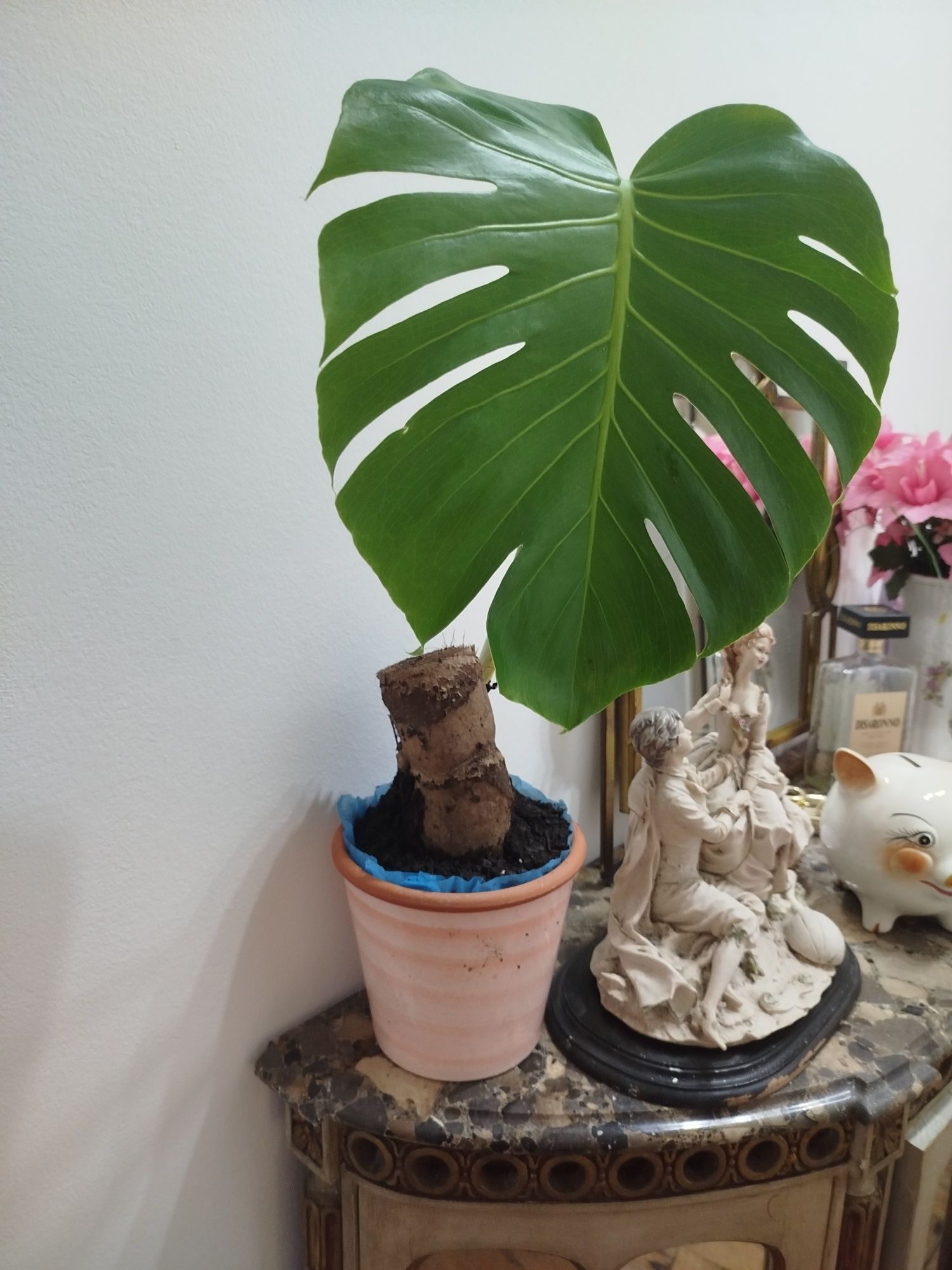 Planta natural Monstera deliciosa