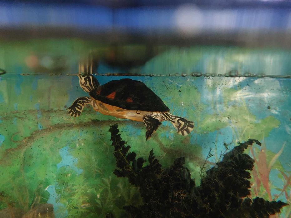 żółw wodno-lądowy