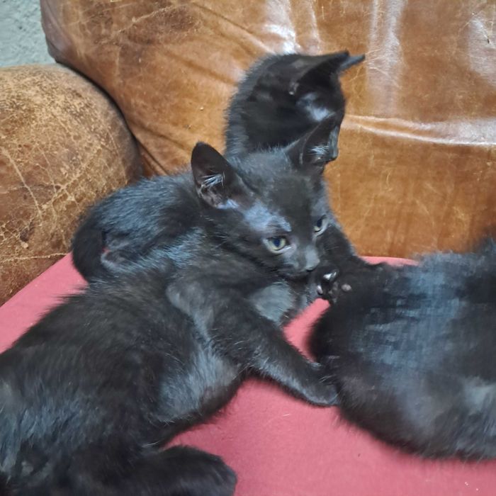 Gatinhos para Adopcão