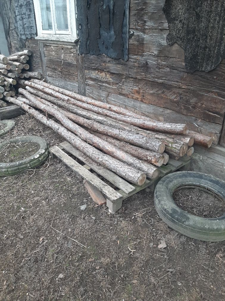 Stręmple drzewa 100 sztuk