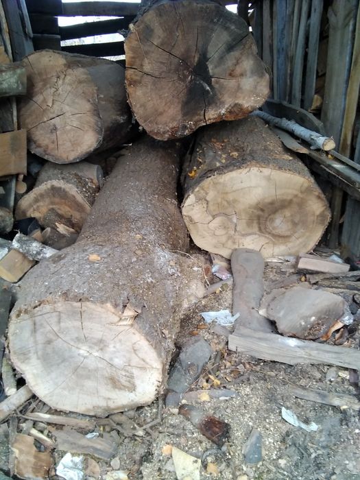 Dyle dąb jesion suche