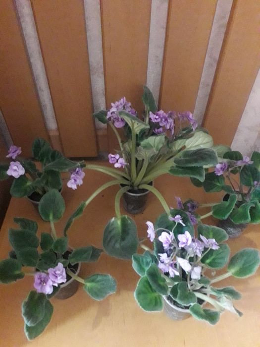Продам фіалки  по 50 г