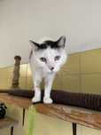 Kocurek Kleks do adopcji!