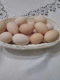 Jajka wiejskie , ekologiczne