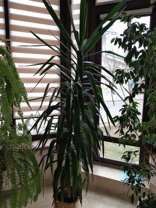Юка- чудова неприхотлива кімнатна рослина, 180 см