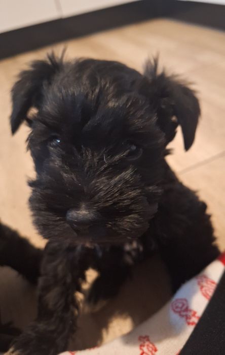 Sznaucer miniaturowy do odbioru przed Mikołajem