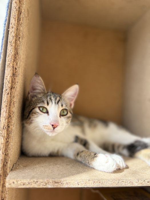 Gatinho Tigrado e Branco para adoção ( Ford)