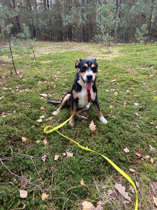 Pies Hugo do adopcji