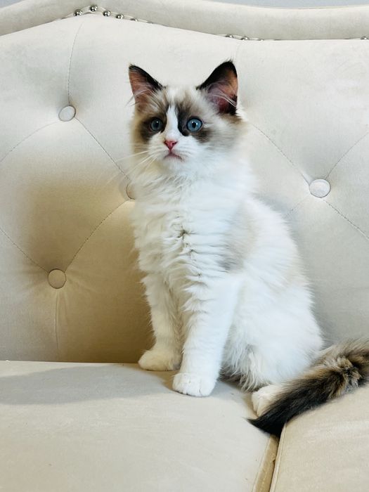 Munchkin urocza kotka o długich łapkach !!! Rodowód PZF !!!