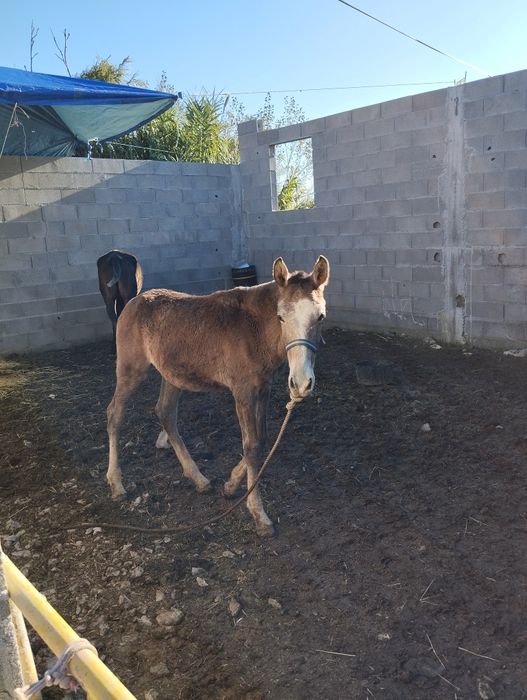 Poldro lusitano oportunidade