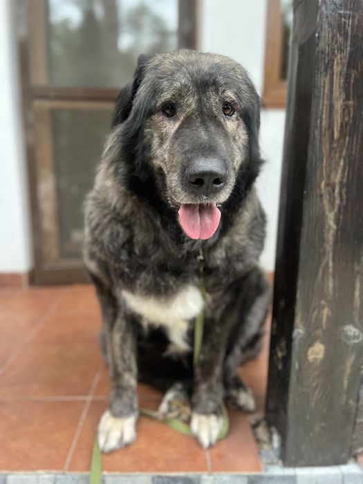 Кавказьска вівчарка в добрі руки