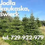 Choinki JODŁA od producent kaukaska,cięta,kopana. Nobilis Nordmann