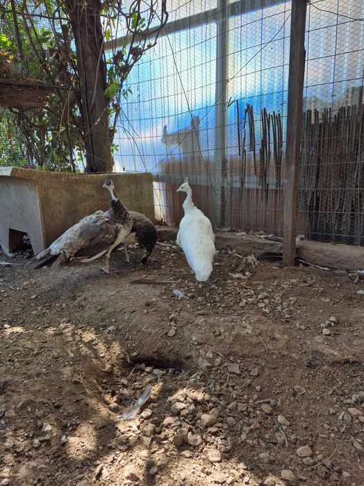 Pavão fêmea com 3 anos